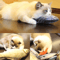yrxC20CM-Pet-Cat-Toy-Fish-Built-In-Cotton-Battery-Free-Ordinary-Simulation-Fish-Cat-Interactive-Entertainment.jpg