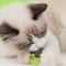 lAF5Catnip-Wall-Ball-Cats-Toys-Rotatable-Licking-Natural-Catnip-Toy-Teeth-Cleaning-Freshen-Breath-Remove-Hair.jpg