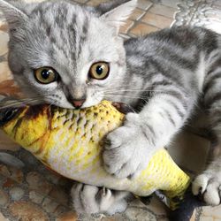 20cm cat fish toy: stuffed shape, scratch board, plush cat toy & supplies