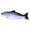 HjXf20cm-Cat-Favor-Fish-Toy-Stuffed-Fish-Shape-Cat-Scratch-Board-Scratching-Post-plush-toys-For.jpg