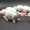 WitWFake-Small-Rat-Lifelike-Mouse-Model-Prop-Scary-Trick-Prank-Toy-Horror-Halloween-Party-Decor-Practical.jpg