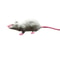 zhLwFake-Small-Rat-Lifelike-Mouse-Model-Prop-Scary-Trick-Prank-Toy-Horror-Halloween-Party-Decor-Practical.jpg