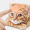 50b6Cat-Interactive-Funny-Gesture-Toys-Mini-Multi-Style-Teasing-Cat-Plastic-Finger-Human-Fake-Hand-Gloves.jpg