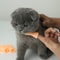 QQXeTeasing-Cat-Plastic-Finger-Gloves-Human-Fake-Hand-Cat-Interactive-Toys-Caress-Cat-Dog-Toys-Little.jpg