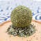 HSoICat-Wall-Stick-on-Ball-Toy-Pet-Teeth-Grinding-Tooth-Cleaning-Cat-Grass-Balls-Cat-Snacks.jpg