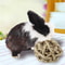 1casBig-Discoun-t-Natural-Straw-Ball-Small-Pet-Chewing-Toy-Pet-Playing-Rabbit-Hamster-Chewing-Toy.jpg