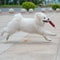 9s1hDog-Toys-Funny-Sausage-Shape-For-Puppy-Dog-Chew-Toys-Interactive-Training-Bite-resistant-Grinding-Teeth.jpg