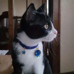 Adjustable Velvet Bronzing Star Necklace for Pets: Chic Collar & Accessories