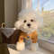 xJdUPuppy-Cartoon-Clothes-Summer-Pet-Home-Clothes-Teddy-Cat-Pullover-Soft-Dog-Clothes-Four-Seasons-General.jpg