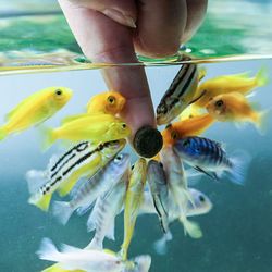 Astaxanthin Aquarium Fish Tank Tablets: Non-toxic Food for Shrimp & Fish