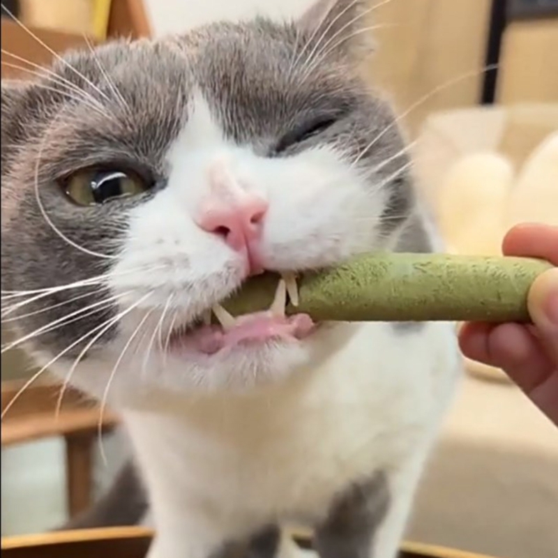 g2e3Natural-Grass-Cat-Molar-Rod-Indoor-Chewing-Stick-Chew-Treat-for-Kitten-Mouth-Healthy-Natural-Cat.jpg