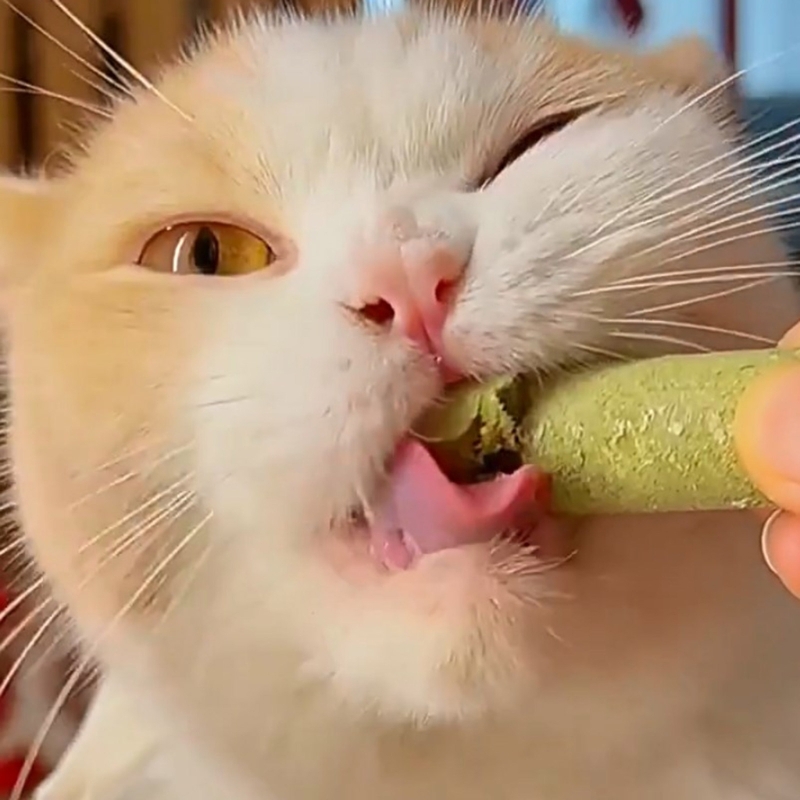 fkLgNatural-Grass-Cat-Molar-Rod-Indoor-Chewing-Stick-Chew-Treat-for-Kitten-Mouth-Healthy-Natural-Cat.jpg