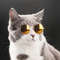 TPAkPet-Cat-Dog-Glasses-Pet-Products-for-Little-Dog-Cat-Eye-Wear-Dog-Sunglasses-Kitten-Accessories.jpg