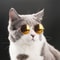 TPAkPet-Cat-Dog-Glasses-Pet-Products-for-Little-Dog-Cat-Eye-Wear-Dog-Sunglasses-Kitten-Accessories.jpg