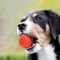 Lh6FDog-Toy-Ball-Molar-Bite-Resistant-Indestructible-Solid-Rubber-Ball-Small-and-Medium-Sized-Dog-Interactive.jpg