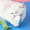 m2wQRustle-Sound-Catnip-Toy-Cats-Products-For-Cute-Cat-Toys-Kitten-Teeth-Grinding-Cat-Soft-Plush.jpg