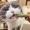LREp367A-Professional-Cat-Kitten-Teeth-Grinding-Grass-Rod-Toy-Pet-Natural-Stick-Dried-Natural-Cat-Grass.jpg