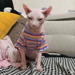 Sweet Stripe Spring Cotton Pet Cat Clothes: Sphynx & Puppy Vest Shirt