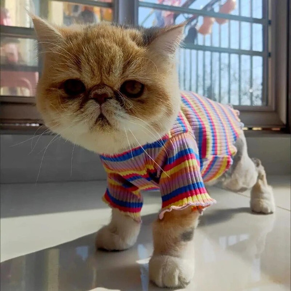 QFgKSpring-Cotton-Pet-Cat-Clothes-for-Cats-Gotas-Mascotas-Clothing-Sweet-Stripe-Puppy-Sphynx-Cat-Katten.jpg