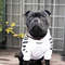 Y04dSUPREPET-Pet-Dog-Clothes-for-French-Bulldog-Adidog-Stripe-Pattern-Dog-Hoodie-Pet-Dog-Clothes-Dog.jpg