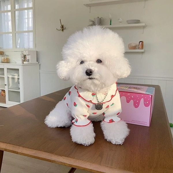Xs8cAutumn-Pet-Strawberry-Bottoming-Shirt-Teddy-Thermal-Vest-Poodle-Fruit-Clothes-Puppy-Soft-Two-Leg-Clothes.jpg