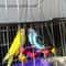b1oa1pcs-Birds-Toy-Pet-Bird-Parrot-Cockatiel-Cage-Bird-Toys-HangingToy-Brinquedo-Hammock-Swing-Toy.jpg
