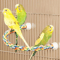 5E05Bird-Molar-Toy-Durable-Cotton-Rope-Multi-color-Pet-Parrot-Standing-Perches-for-Cockatiel-Parrot-Cage.jpg