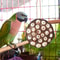 pe9RLotus-Pod-shaped-Bird-Parrot-Anti-Biting-Natural-Chew-And-Foraging-Toy-For-Parakeet-Cockatiel-Entertainment.jpg