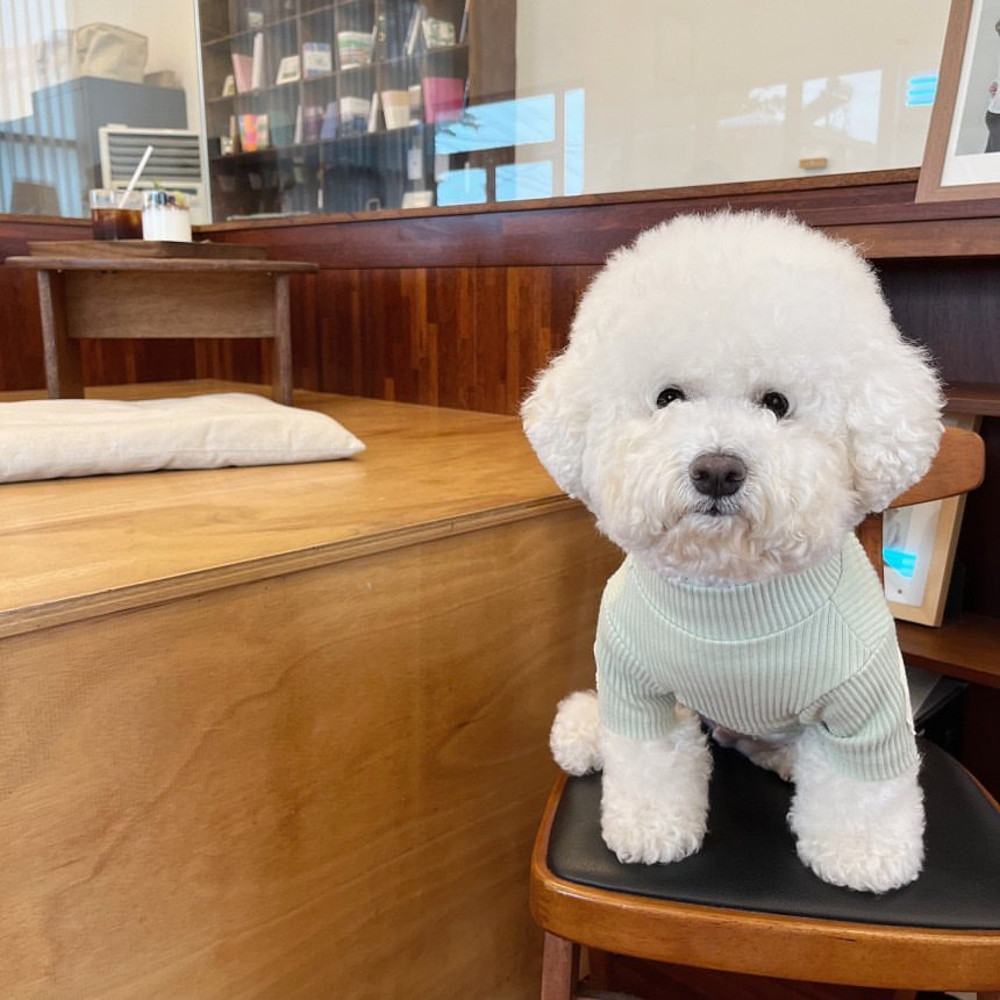 rxe9Fashion-Pet-Dog-Bottoming-Shirt-Puppy-Solid-Color-Clothes-Winter-Teddy-Warm-Two-Legged-Clothing-Pet.jpg