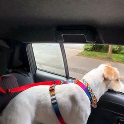 durable nylon lead leash & dog harness, two-in-one adjustable pet car seat belt for safe backseat travel