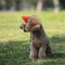Adjustable Pet Dog Baseball Hat With Ear Holes Cute Travel Sun Cap For Outdoor Sport 0