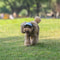 Adjustable Pet Dog Baseball Hat With Ear Holes Cute Travel Sun Cap For Outdoor Sport 1