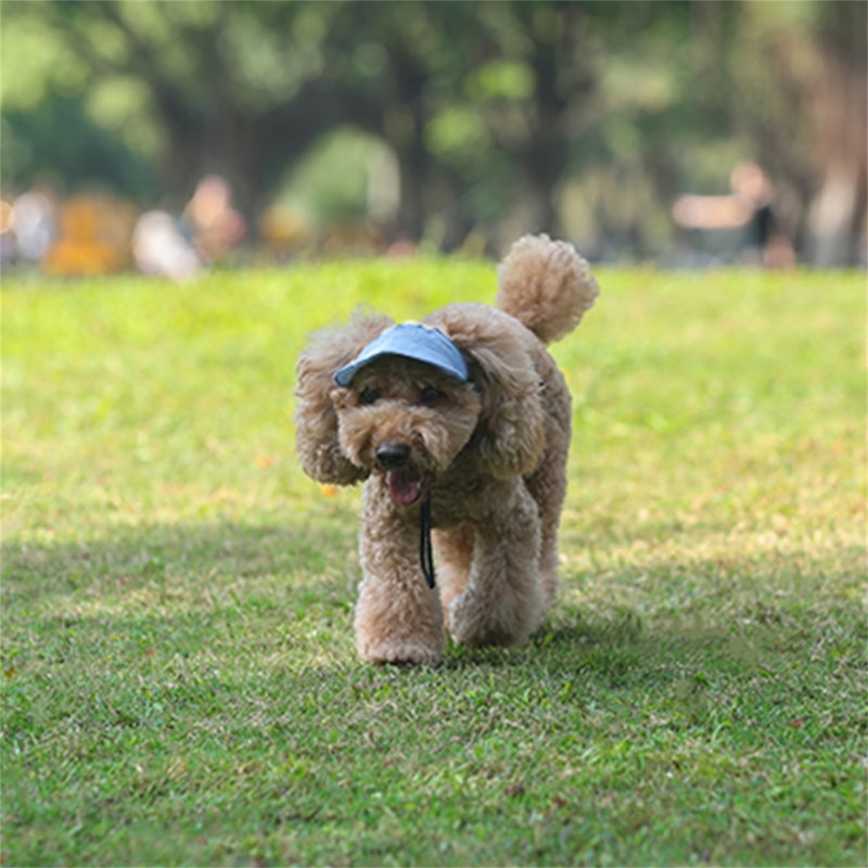 Adjustable Pet Dog Baseball Hat With Ear Holes Cute Travel Sun Cap For Outdoor Sport 1