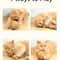 Cat Scratching Ball Toy For Teeth Cleaning Healthy Play 0