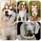 Luxury Cuban Link Dog Collar With Secure Buckle Bling Metal Pet Jewelry For Dogs Cats 0