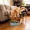 Cat Water Fountain With Auto Filter Transparent AntiDry Burning Recirculating Dispenser Includes Pu 1