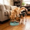 Cat Water Fountain With Auto Filter Transparent AntiDry Burning Recirculating Dispenser Includes Pu 1