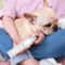 Electric Pet Nail Grinder Painless Paws Grooming And Smoothing Dog Nail Trimmer 2 Speed For Small M 0