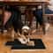 Premium Dog Nail Scratch Board with Built In Treat Box Pet Scratching Board & Nail Trim