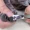 Precision Stainless Steel Dog Nail Clippers Cat Nail Clipper For Smooth Paw Grooming 3