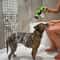 Adjustable Dog Wash Sprayer Nozzle High Pressure Pet Shower Tool