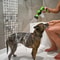 Adjustable Dog Wash Sprayer Nozzle High Pressure Pet Shower Tool