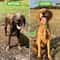 Adjustable Dog Wash Sprayer Nozzle High Pressure Pet Shower Tool