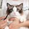 Gentle Tear Stain Eye Cleaning Comb Brush For Dogs Cats 2