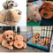 Calming Heartbeat Puppy Plush Anxiety Relief & Training Toy