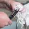 PawGlow Quiet LED Dog Nail Grinder for Safe & Stress Free Pet Grooming