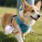 Portable Dog Water Bottle & Foldable Travel Bowl Set