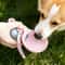 Portable Dog Water Bottle & Foldable Travel Bowl Set