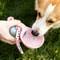 Portable Dog Water Bottle & Foldable Travel Bowl Set