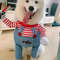 yS1CPUPCA-Halloween-Dog-Clothes-Personalized-Funny-Cosplay-Costume-Party-Spooky-Pet-Clothing-Teddy-Deadly-Doll-Knife.jpg
